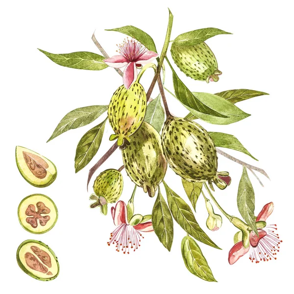 Aquarel illustratie feijoa plant. Hand getekend aquarel op witte achtergrond. Aquarel achtergrond met feijoa fruit, bladeren en feijoa segment. — Stockfoto