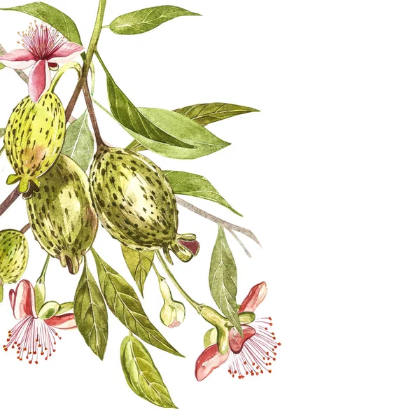 Aquarell Illustration Feijoa Pflanze. handgezeichnete Aquarellmalerei auf weißem Hintergrund. Aquarell-Hintergrund mit Feijoa-Frucht, Blättern und Feijoa-Scheibe. — Stockfoto