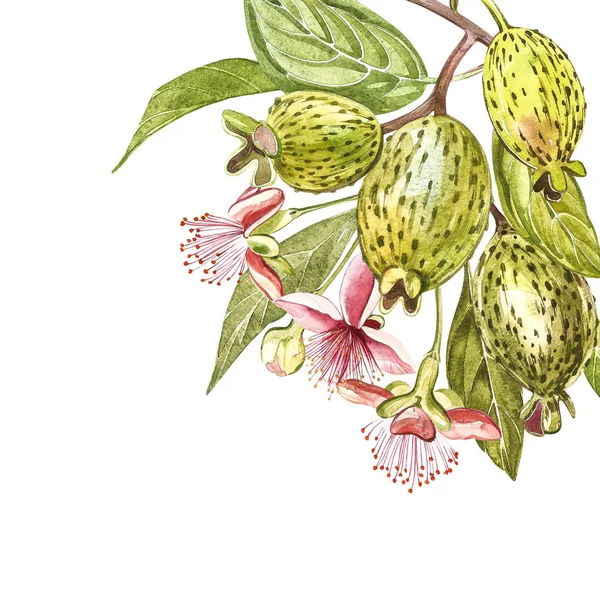Aquarel illustratie feijoa plant. Hand getekend aquarel op witte achtergrond. Aquarel achtergrond met feijoa fruit, bladeren en feijoa segment. — Stockfoto