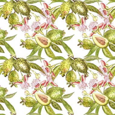 Sulu boya resimde feijoa bitki. El Beyaz zemin üzerine suluboya resim çekilmiş. Feijoa meyve sulu boya Dikişsiz desen arka plan.