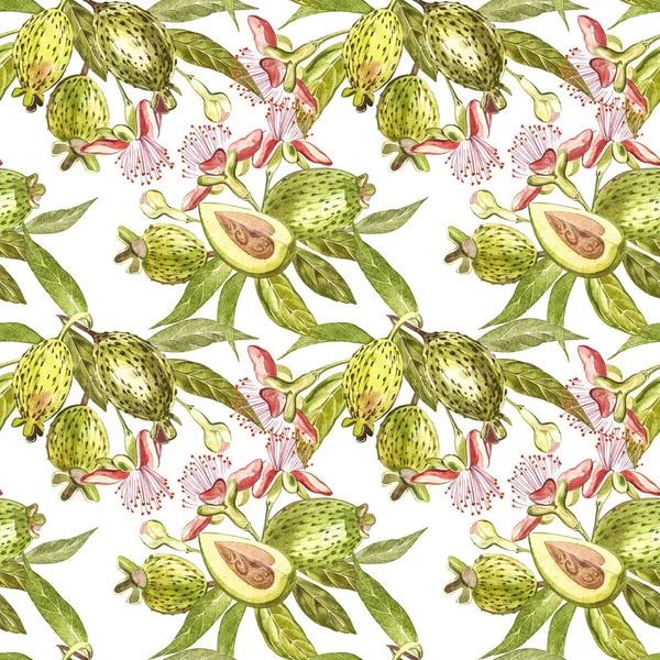 Watercolor illustration feijoa plant. Hand drawn watercolor painting on white background. Watercolor seamless pattern background with feijoa fruit. — Stock Photo, Image