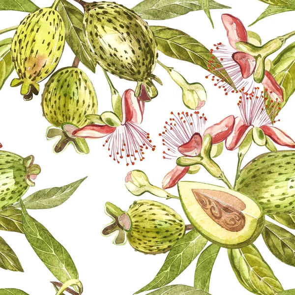 Aquarell Illustration Feijoa Pflanze. handgezeichnete Aquarellmalerei auf weißem Hintergrund. Aquarell nahtlosen Muster Hintergrund mit Feijoa-Frucht. — Stockfoto