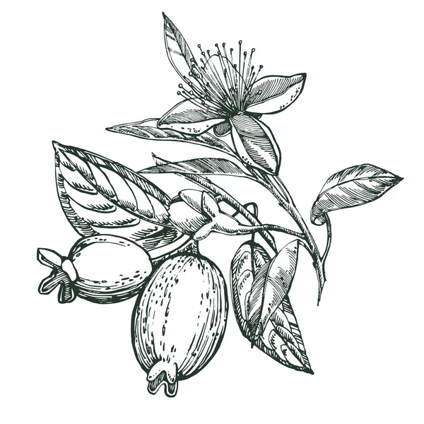 Collection de fruits, de fleurs, de feuilles et de tranches de féijoa. Illustration graphique dessinée à la main . — Photo