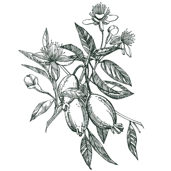 Feijoa Gyümölcs Virág Levelek Feijoa Szelet Gyűjteménye Grafikus Kézzel Rajzolt — Stock Fotó
