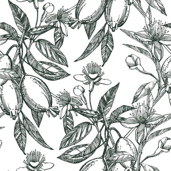 Feijoa meyve, çiçek, yaprak ve feijoa dilim topluluğu. Grafiği çizilen illüstrasyon el. — Stok fotoğraf
