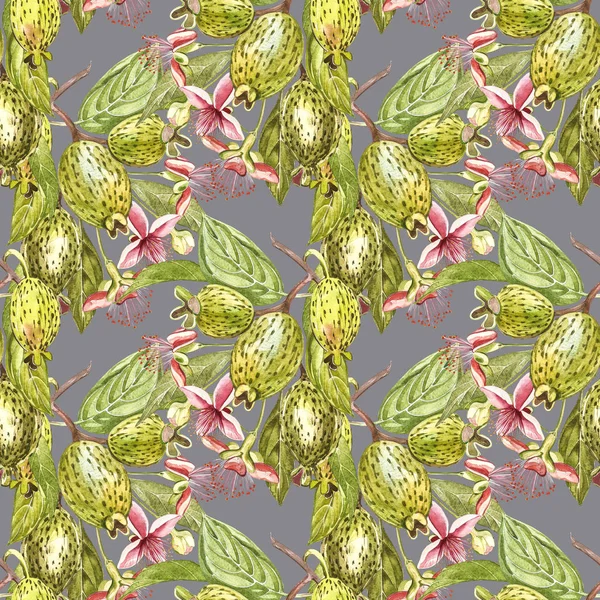Akwarela, ilustracja feijoa roślin. Ręcznie rysowane malarstwo akwarela na białym tle. W tle akwarela bezszwowe wzór z owoców feijoa. — Zdjęcie stockowe