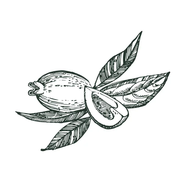 Колекція фруктів фейхоа, квітки, листя та шматочків фейхоа. Графічна намальована рука ілюстрація . — стокове фото