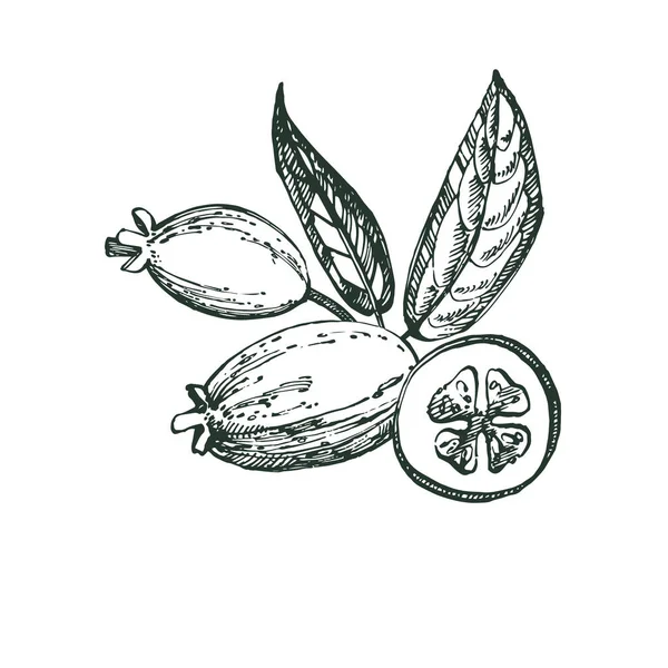 Η συλλογή των φρούτων, λουλουδιών, φύλλα και Φειζοα-Γκουαγιαμπο φέτα Φειζοα-Γκουαγιαμπο. Γραφικά χέρι συρμένη απεικόνιση. — Φωτογραφία Αρχείου