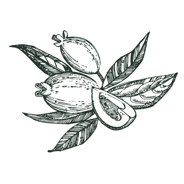Samling av feijoa frukt, blommor, blad och feijoa slice. Grafisk hand dras illustration. — Stockfoto