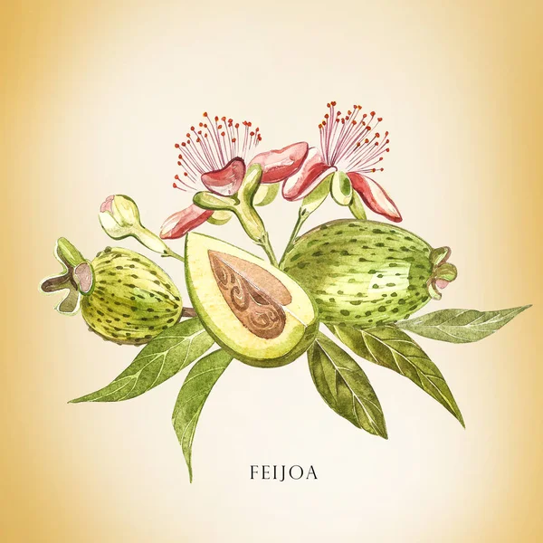 Illustrazione acquerello feijoa pianta. Pittura ad acquerello disegnata a mano su sfondo bianco. Sfondo ad acquerello con frutta feijoa, foglie e fetta feijoa . — Foto Stock