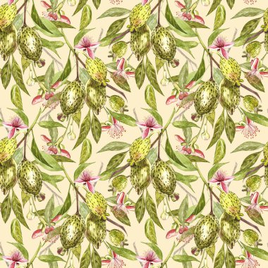 Sulu boya resimde feijoa bitki. El Beyaz zemin üzerine suluboya resim çekilmiş. Feijoa meyve sulu boya Dikişsiz desen arka plan.