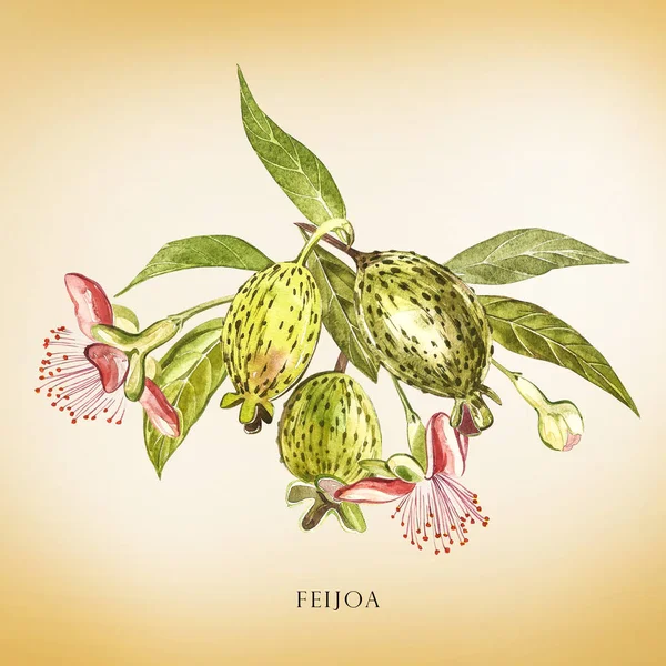 Ακουαρέλα εικονογράφηση Φειζοα-Γκουαγιαμπο φυτό. Χέρι Ζωγραφική με νερομπογιές σε άσπρο φόντο. Ακουαρέλα φόντο με φέτα φρούτα, φύλλα και Φειζοα-Γκουαγιαμπο Φειζοα-Γκουαγιαμπο. — Φωτογραφία Αρχείου