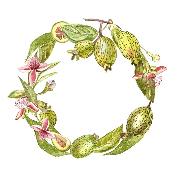 Akwarela, ilustracja feijoa roślin. Ręcznie rysowane malarstwo akwarela na białym tle. Tle akwarela z Kromka owoców, liści i feijoa feijoa. — Zdjęcie stockowe