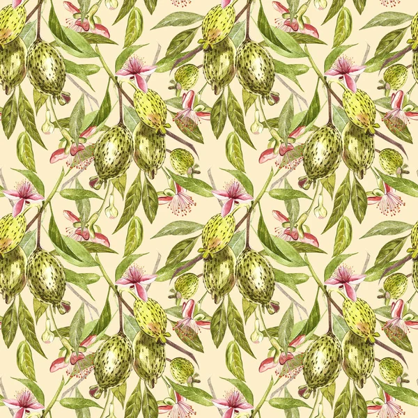 Sulu boya resimde feijoa bitki. El Beyaz zemin üzerine suluboya resim çekilmiş. Feijoa meyve sulu boya Dikişsiz desen arka plan.