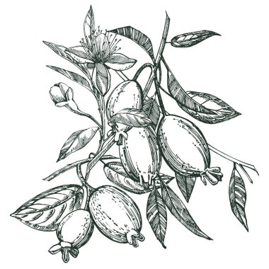 Feijoa meyve, çiçek, yaprak ve feijoa dilim topluluğu. Vektör el çizilen illüstrasyon.
