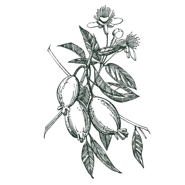 Coleção de feijoa fruta, flor, folhas e fatia de feijoa. Ilustração desenhada à mão vetorial . — Vetor de Stock