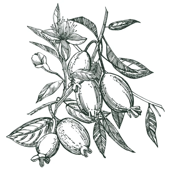 Collezione di feijoa frutta, fiore, foglie e fetta di feijoa. Illustrazione disegnata a mano vettoriale . — Vettoriale Stock