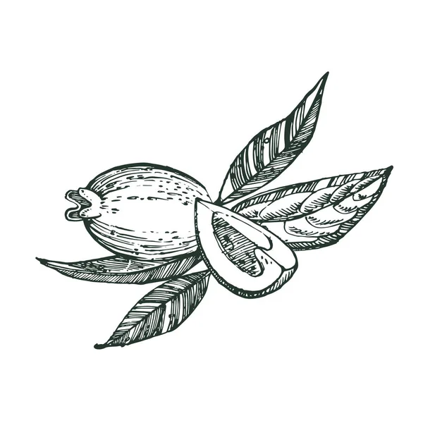Collectie van feijoa fruit, bloemen, bladeren en feijoa segment. Vector hand getekende illustratie. — Stockvector