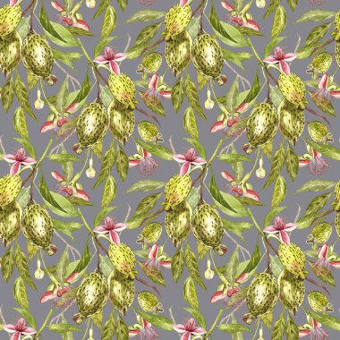 Sulu boya resimde feijoa bitki. El Beyaz zemin üzerine suluboya resim çekilmiş. Feijoa meyve sulu boya Dikişsiz desen arka plan.