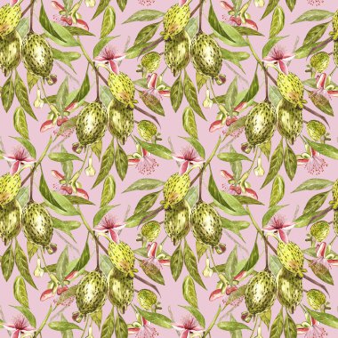 Sulu boya resimde feijoa bitki. El Beyaz zemin üzerine suluboya resim çekilmiş. Feijoa meyve sulu boya Dikişsiz desen arka plan.