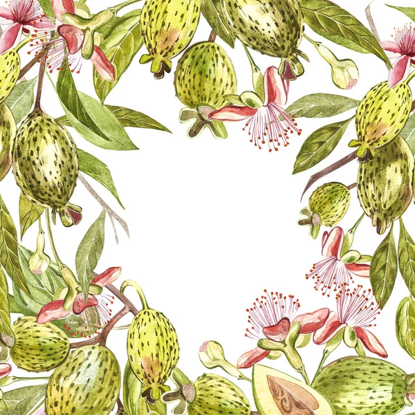수채화 그림 와우 공장입니다. 핸드는 흰색 바탕에 수채화 그림을 그려. 와우 과일, 잎 및 오아시스 슬라이스 수채화 배경. — 스톡 사진