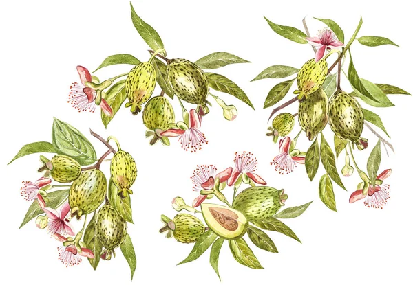 水彩イラストのフェイジョアの植物。手は、白い背景の水彩画を描いた。フェイジョアの果実、葉、フェイジョアのスライスと水彩の背景. — ストック写真