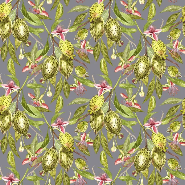 Sulu boya resimde feijoa bitki. El Beyaz zemin üzerine suluboya resim çekilmiş. Feijoa meyve sulu boya Dikişsiz desen arka plan.