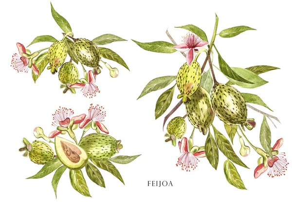 Aquarel illustratie feijoa plant. Hand getekend aquarel op witte achtergrond. Aquarel achtergrond met feijoa fruit, bladeren en feijoa segment. — Stockfoto