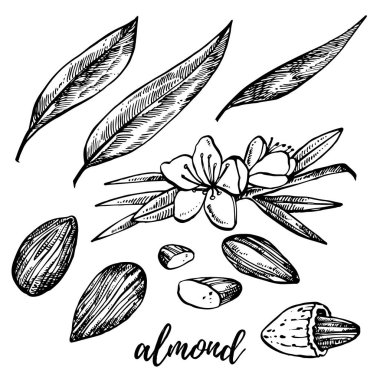 Badem illüstrasyonlar kroki. Beyaz arka plan üzerinde izole elle çizilmiş resimler vektör.