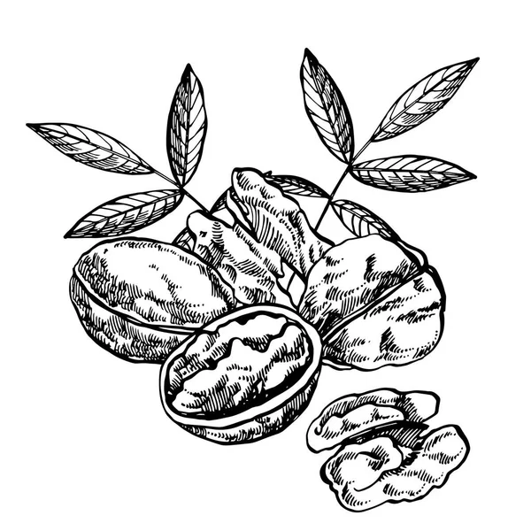 Çizilmiş kroki tarzı ceviz illüstrasyonlar ver. Beyaz arka plan üzerinde izole vintage tarzı resimde.