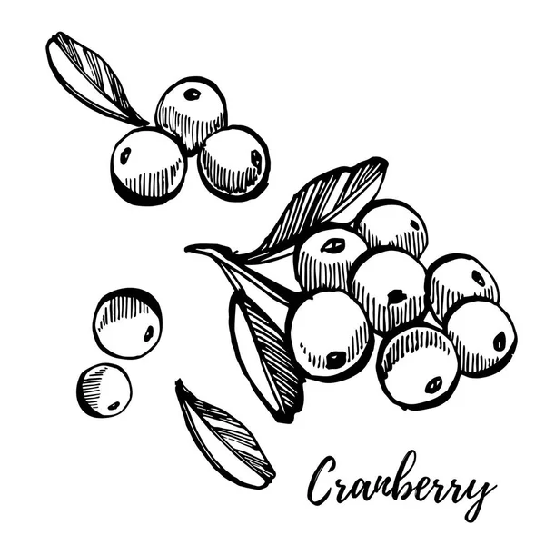 Desenho à mão esboço estilo cranberry ilustrações isoladas sobre fundo branco. Ilustração do vetor de alimentos frescos . — Vetor de Stock