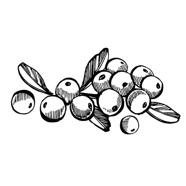 手绘素描风格红莓插图隔离在白色背景。新鲜的食物向量例证. — 图库矢量图片