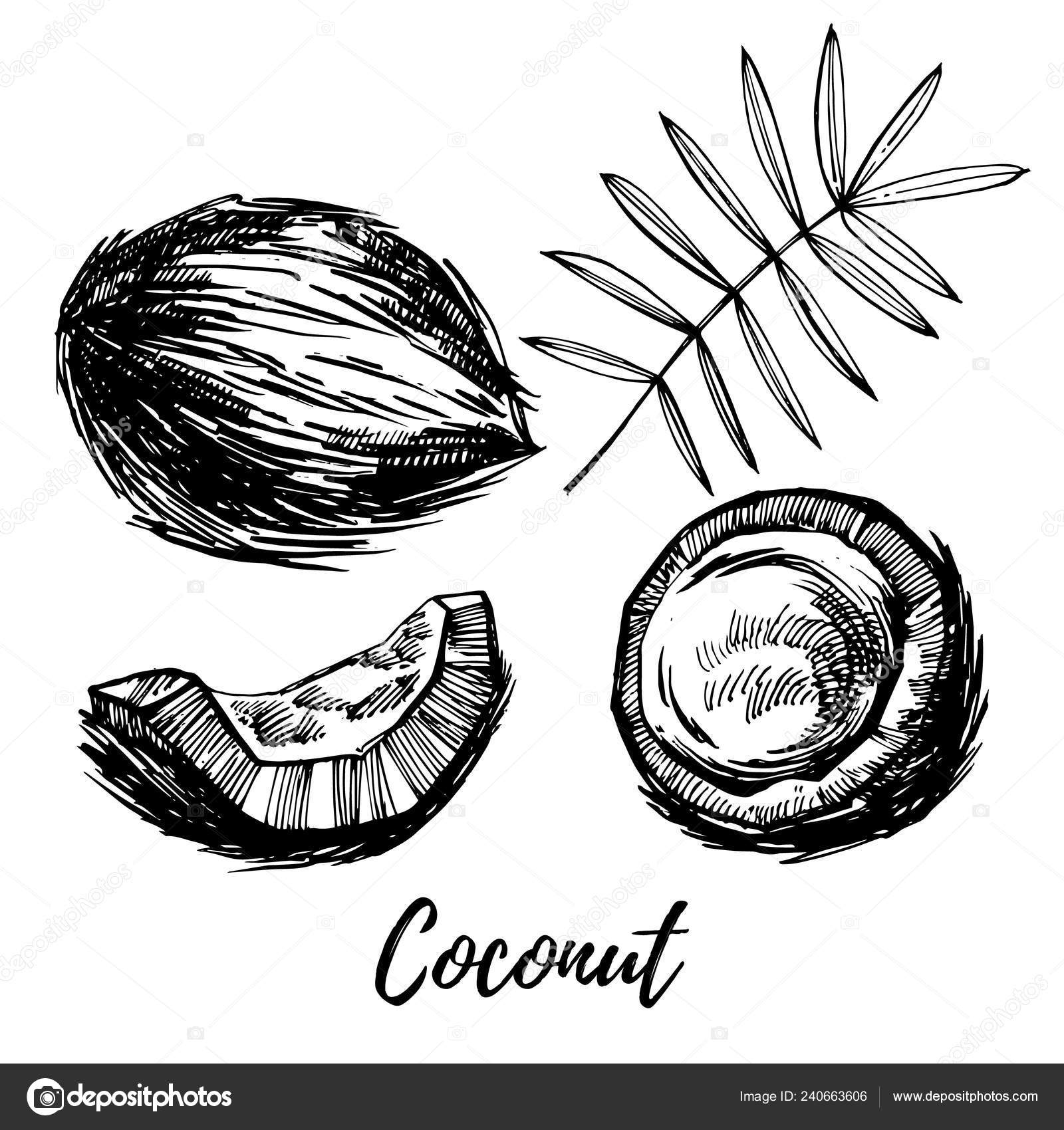 Vector coconut hand drawn sketch with palm leaf. Sketch tropical food