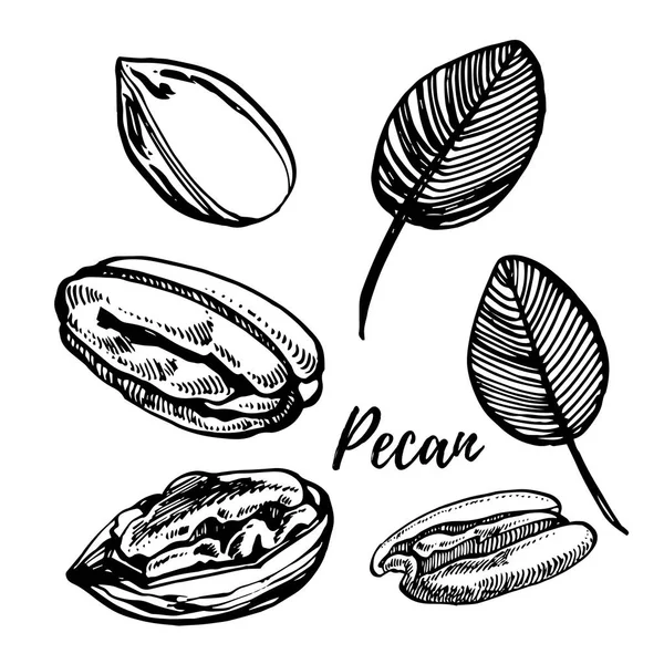 Pecannötter och blad vektor handritad illustration. Bläck skiss av nötter. Hand dras vektorillustration. Isolerad på vit bakgrund. — Stock vektor