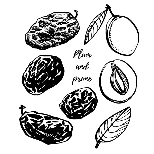 Prunes et prunes vecteur illustration dessinée à la main. Croquis à l'encre de noix. Illustration vectorielle dessinée main. Isolé sur fond blanc . — Image vectorielle