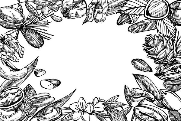 Mandlar, Pecan, cashewnötter, hasselnötter, pinjenötter, valnötter och muskot skiss illustrationer. Vektor handritade illustrationer isolerad på vit bakgrund. — Stock vektor