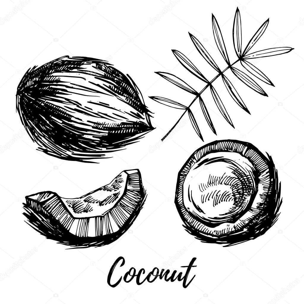 Vector coconut hand drawn sketch with palm leaf. Sketch tropical food illustration.