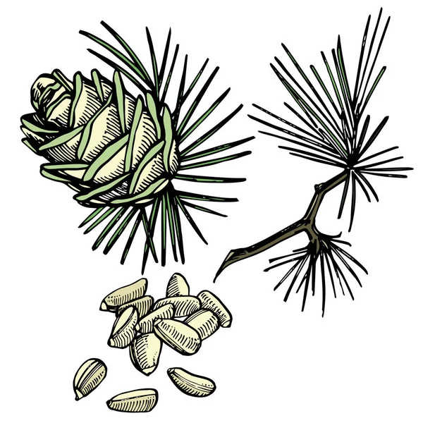Pinjenötter och cederträ kon vektor hand dras illustration. — Stock vektor