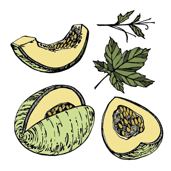 Handritad skiss stil melon illustrationer isolerad på vit bakgrund. Färska livsmedel vektorillustration. — Stock vektor