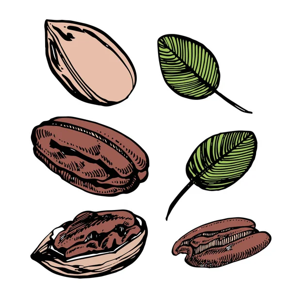 Pecan frutos secos y hojas vector ilustración dibujada a mano. Esbozo de tinta de nueces. Ilustración vectorial dibujada a mano. Aislado sobre fondo blanco . — Vector de stock