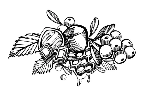 腰果, 榛子, 松子, 核桃和肉豆蔻素描插图。在白色背景查出的向量手绘的例证. — 图库矢量图片