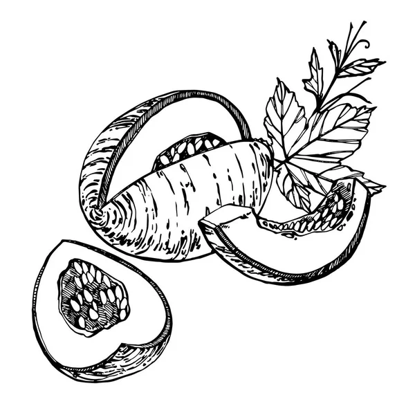 Ručně kreslené skici styl meloun ilustrace izolované na bílém pozadí. Čerstvé potraviny vektorové ilustrace. — Stockový vektor