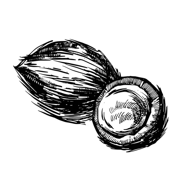 Vetor de coco desenhado à mão esboço com folha de palma. Desenho ilustração de comida tropical . —  Vetores de Stock
