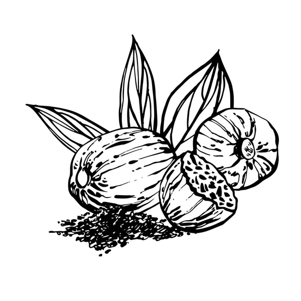 Мускатний горіх і листя Векторні малюнки рук. Чорнильний ескіз горіхів. Рука намальована Векторна ілюстрація. Ізольовані на білому тлі . — стоковий вектор