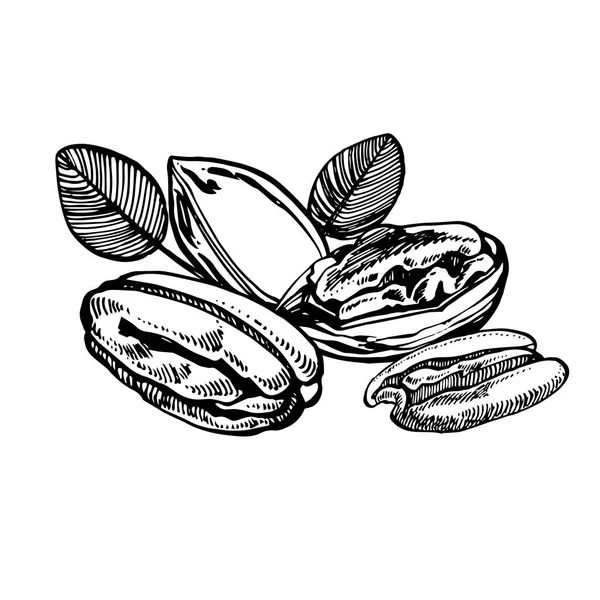 Pecan frutos secos y hojas vector ilustración dibujada a mano. Esbozo de tinta de nueces. Ilustración vectorial dibujada a mano. Aislado sobre fondo blanco . — Archivo Imágenes Vectoriales