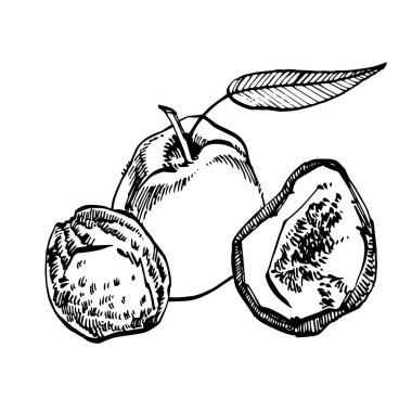 Kurutulmuş şeftali vektör elle çizilmiş çizim. Fındık kroki mürekkep. El vektör çizim çekilmiş. Beyaz arka plan üzerinde izole.