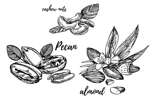 Amandes, noix de pécan et noix de cajou croquis illustrations. Vecteur Illustrations dessinées à la main isolées sur fond blanc . — Image vectorielle