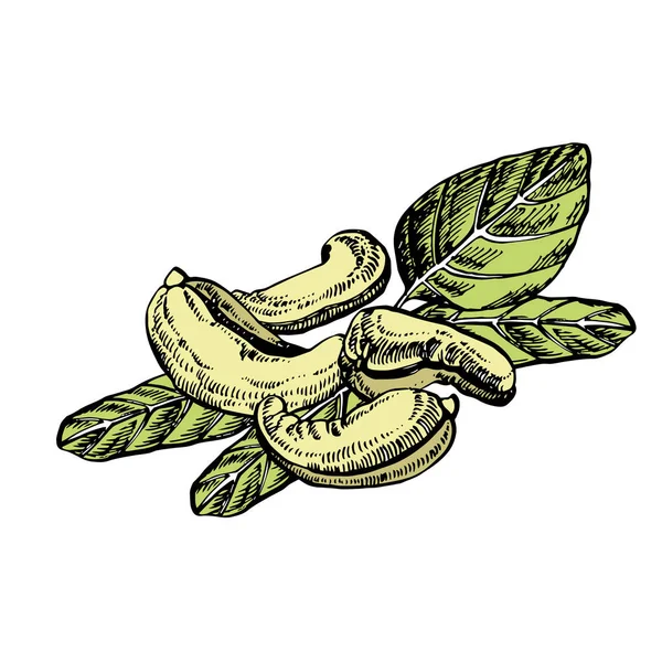 Cashewnötter skiss illustrationer. Vektor handritade illustrationer isolerad på vit bakgrund. — Stock vektor