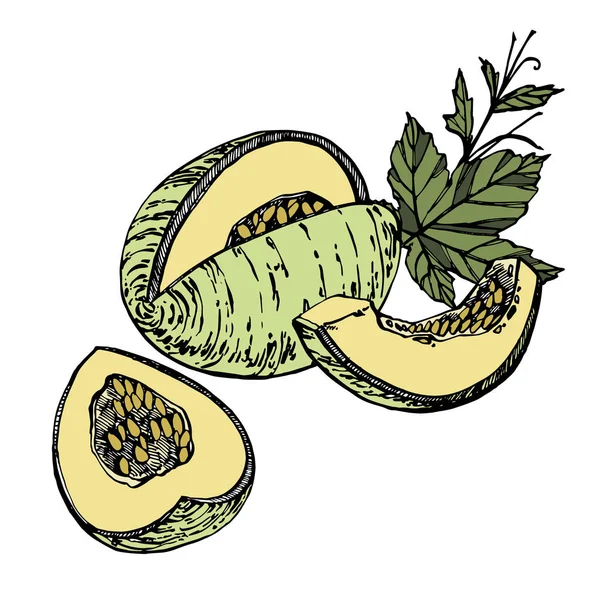 Illustrations au melon dessinées à la main sur fond blanc. Illustration vectorielle des aliments frais . — Image vectorielle