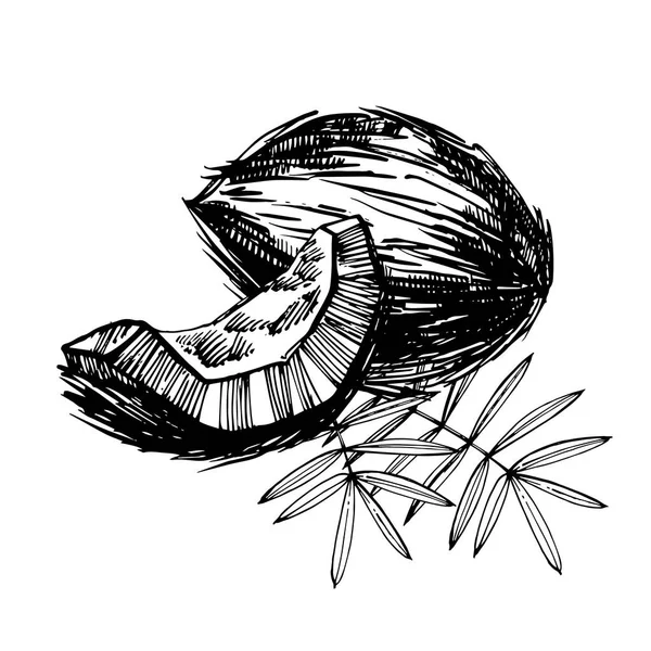 Croquis vectoriel de noix de coco dessiné à la main avec feuille de palmier. Croquis illustrant les aliments tropicaux . — Image vectorielle